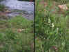 Bibb County habitat of Spiranthes lucida. Closeup at right of detail from lower left.