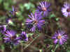 Symphyotrichum georgianum