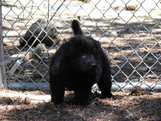 tweedledum-7-7-11b-6-weeks-old.jpg