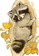 raccoon