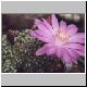 Mammillaria_haudeana.jpg