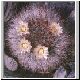 Mammillaria_hirsuta.jpg