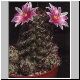Mammillaria_occidentalis.jpg