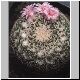 Mammillaria_pseudocrucigera.jpg