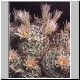 Mammillaria_viridiflora.jpg