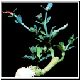 Euphorbia_adenochila.jpg