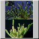 Euphorbia_appariciana.jpg
