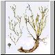 Euphorbia_arceuthobioides.JPG