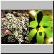 Euphorbia_balsamifera.jpg