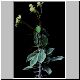 Euphorbia_boiteaui.jpg
