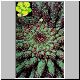 Euphorbia_flanaganii.jpg