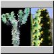 Euphorbia_fractiflexa.jpg