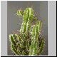 Euphorbia_fruticosa1.jpg