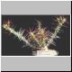 Euphorbia_longispina1.jpg