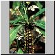 Euphorbia_lophogona.jpg