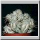 Euphorbia_mammillaris_fa_variegata.jpg