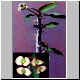 Euphorbia_millii_rosea.jpg