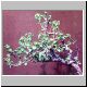 Euphorbia_misera.jpg