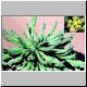 Euphorbia_muirii.jpg