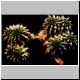Euphorbia_multiclava_dichotom.jpg