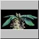Euphorbia_napoides_Nom_Prov.jpg
