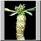 Euphorbia_napoides.jpg