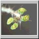 Euphorbia_neobosseri.jpg