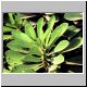 Euphorbia_neriifolia.jpg
