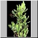 Euphorbia_neriifolia_variegata.jpg