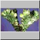 Euphorbia_nivulia_cristat.jpg