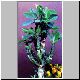 Euphorbia_nivulia.jpg