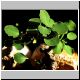 Euphorbia_obiculifolia.jpg