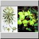 Euphorbia_obtusifolia.jpg