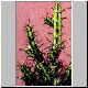Euphorbia_odontophora.jpg