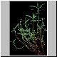Euphorbia_oendroides.jpg
