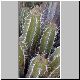 Euphorbia_officinarum.jpg