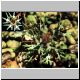Euphorbia_ornithopus.jpg