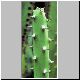 Euphorbia_quarad_HBG25313Lavr7398.jpg