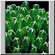 Euphorbia_resinifera_resinifera.jpg