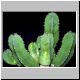 Euphorbia_resinifera.jpg