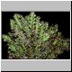 Euphorbia_richardsiae.jpg