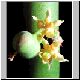 Euphorbia_rossiana.jpg