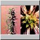 Euphorbia_rossii.jpg