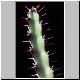 Euphorbia_rubrispinosa.jpg