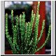 Euphorbia_rugosiflora.jpg