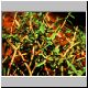 Euphorbia_tannensis_tannensis.jpg