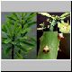 Euphorbia_teke.jpg