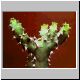 Euphorbia_thi.jpg