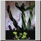 Euphorbia_tortilis.jpg