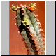 Euphorbia_tubiglans.jpg